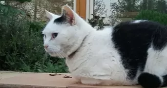 elisa pet sitter à LYON 04 69004
