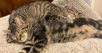 jeanne cat sitter à PARIS 05 75005_5