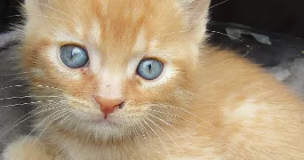 corinne pet sitter à LIVRY GARGAN 93190
