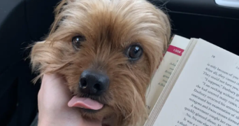 lea pet sitter à SAUGNAC ET CAMBRAN 40180_1
