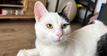 lisa pet sitter à LYON 07 69007_5