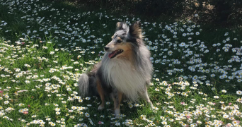 lucile pet sitter à VILLEURBANNE 69100_1