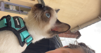 helena pet sitter à NOGENT LE ROTROU 28400_1