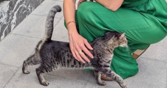 noreen pet sitter à CORNEBARRIEU 31700_3