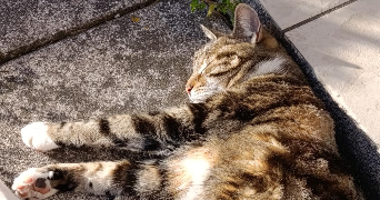 charlotte pet sitter à ROAILLAN 33210_0