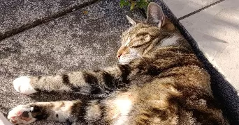 charlotte pet sitter à ROAILLAN 33210