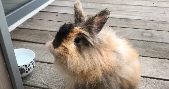 jessica pet sitter à Saint Pierre en faucigny 74800