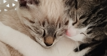 ismael pet sitter à SANNOIS 95110_3