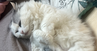 sarah pet sitter à ALFORTVILLE 94140_1