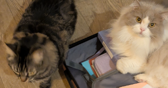 cindy pet sitter à Mandelieu la Napoule 06210_6