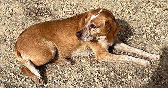 claire pet sitter à ST MARTIN DE CRAU 13310_6
