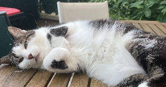 eva pet sitter à BAILLY ROMAINVILLIERS 77700_7