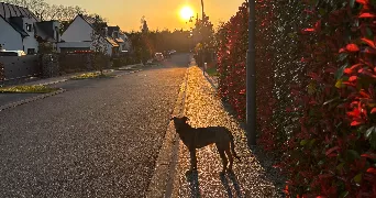 samuel pet sitter à ST FUSCIEN 80680