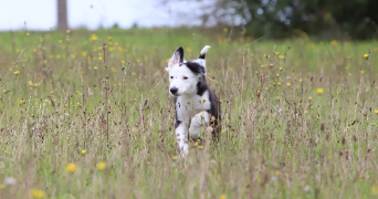 clotilde pet sitter à BUC 78530_1