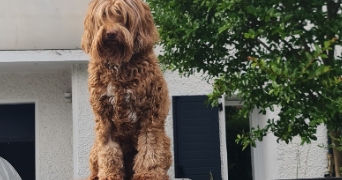 carla pet sitter à BILLERE 64140_1