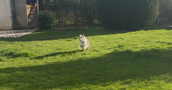 cassandre pet sitter à CHATELAILLON PLAGE 17340_2