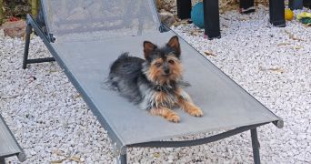 anna pet sitter à CARQUEIRANNE 83320_9