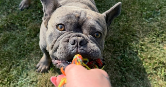 maéva pet sitter à SOUFFLENHEIM 67620_4