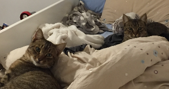 margaux pet sitter à BORDEAUX 33000_1