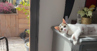 elena pet sitter à ANNECY 74000_4