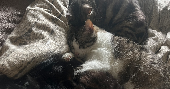 oceane pet sitter à LE PONT DE CLAIX 38800_4