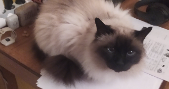 apolline pet sitter à VERSAILLES 78000_6