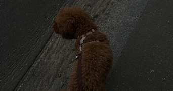 raha dog sitter à PARIS 19 75019_3