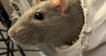 sabrina pet sitter à FLASSANS SUR ISSOLE 83340_0