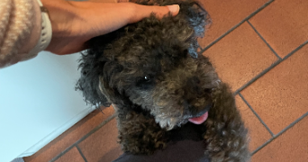 aurore pet sitter à VILLEURBANNE 69100_2