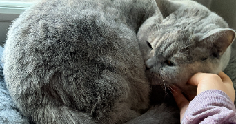 juliette pet sitter à STRASBOURG 67000_5