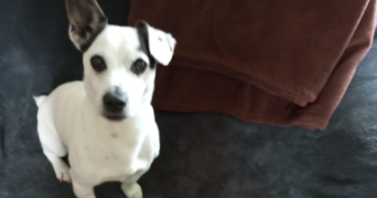 annie pet sitter à Saint-Saud-Lacoussière 24470_3