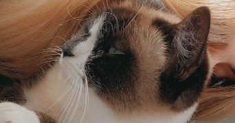 Iona pet sitter à VILLENAVE D ORNON 33140_2