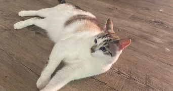 pauline pet sitter à ERDEVEN 56410_6