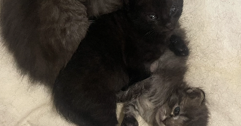 lilly cat sitter à POITIERS 86000_4