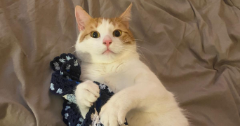 cyanne pet sitter à LYON 01 69001_0