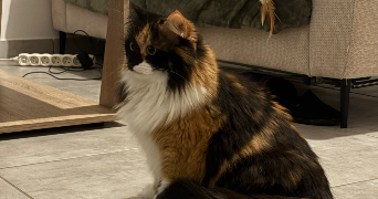 maiwenn pet sitter à ST JEAN LE BLANC 45650_4