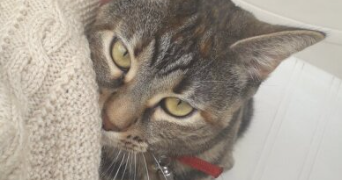 jade pet sitter à PARIS 11 75011_3