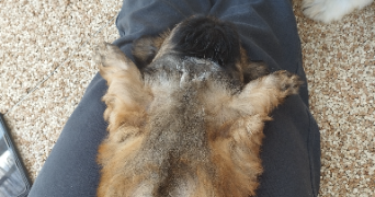 noah dog sitter à PAU 64000_3