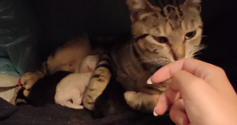 tânia pet sitter à ST PIERRE LES ELBEUF 76320_3