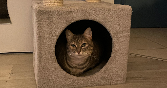 jade pet sitter à Bordeaux  33300_4