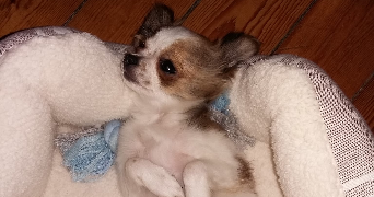 elyne pet sitter à VALENCIENNES 59300_5