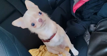 océane pet sitter à LA COUTURE 62136_3