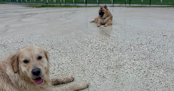 maurane pet sitter à LE BOUSCAT 33110_4