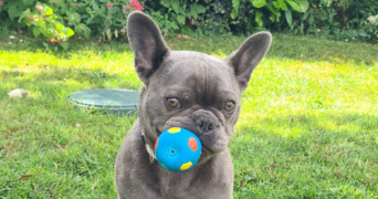 killian pet sitter à EZY SUR EURE 27530_1