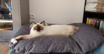 anais pet sitter à LA CRAU 83260_2