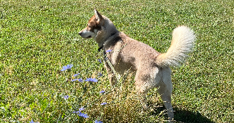juline pet sitter à ROUEN 76000_5
