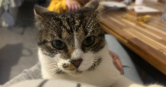 sophie pet sitter à CLERMONT FERRAND 63100_8