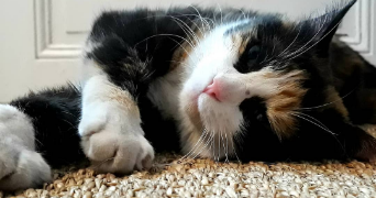 maeva pet sitter à JOUE LES TOURS 37300_2