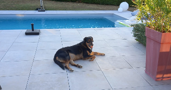 marie pet sitter à ANTIBES 06600_2