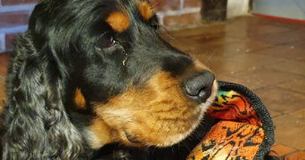 cyrielle pet sitter à SURESNES 92150_5